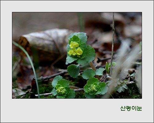 숲 속 습기 많은 곳에 남들이 볼새라 작게 피어있는 괭이눈 